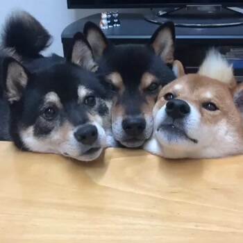 Our trio