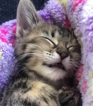 This little kitty enjoying her dreams