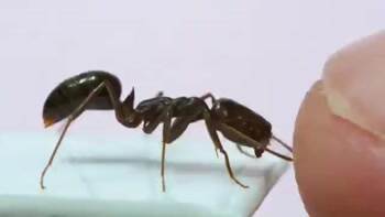 An ant takes its best shot