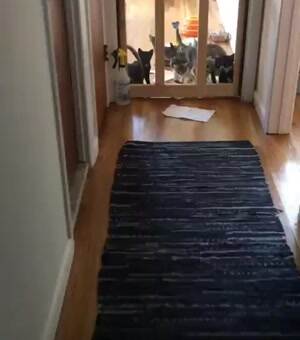 The kitten army has learned to climb
