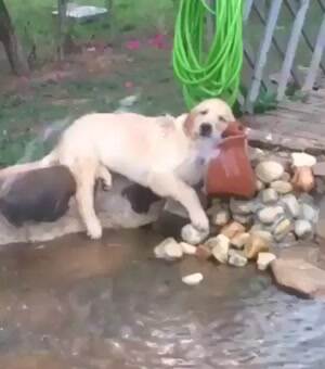 Lazy boy playing with the water