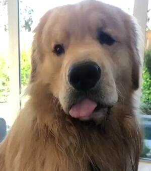 The derpiest doggo of them all