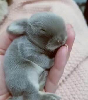 Sleepy baby bunn