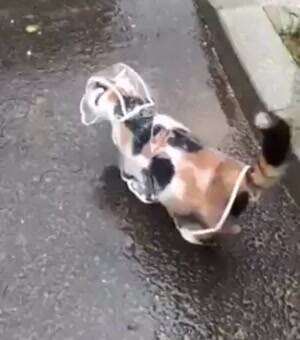 The kitty rain poncho