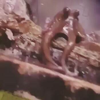 The octopus waving hello