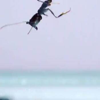 Trap jaw ant using its jaws like a trampoline