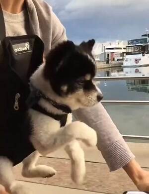 Doggo is biking with you