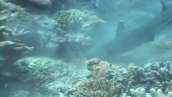 White tip sharks destroying their food