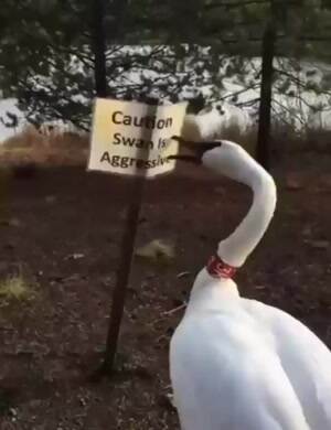 Aggressive swan