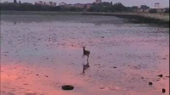 A deer goes for a morning skip across the beach