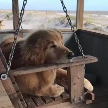 That is one heck of a relaxed doggo