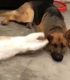 Will you please just play with me already