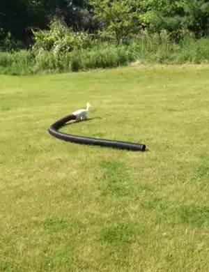 Dog dragging a giant tube around the yard