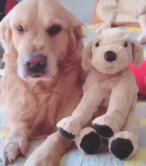 Such a jeleous dog