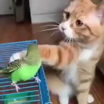 Cat petting parakeet