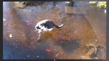 This cat is having some fun