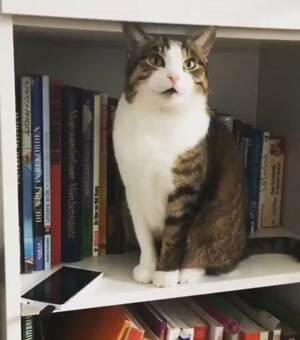 Just a cat being a cat