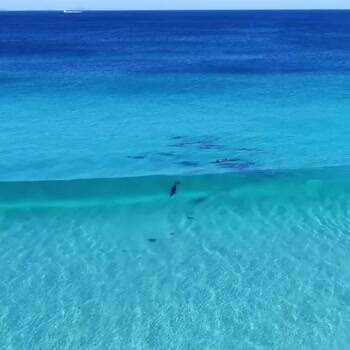 Dolphins enjoying the day