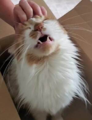 Give me more scratches