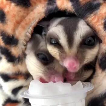 Nommm nom nom nOmmm Nom