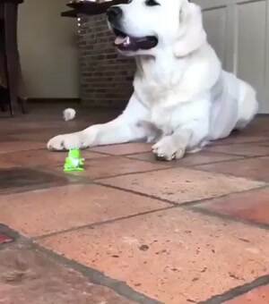 What the hell is this thing