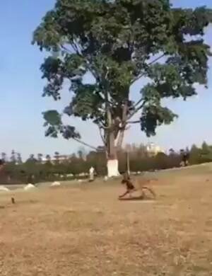 Incredible dog high jump