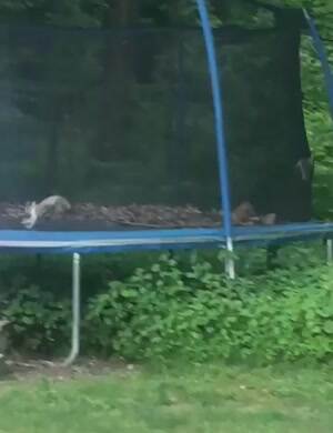 This is our trampoline now