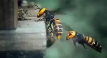 Bees under attack from Hornet recover fallen soldier