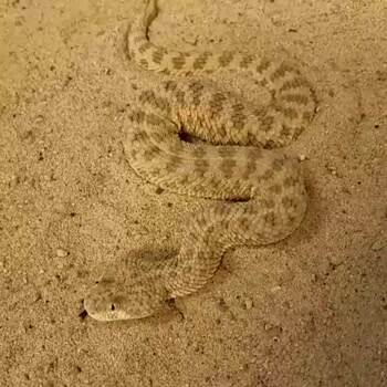 That is going to be a no for me dog