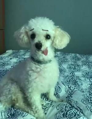 Put some eyebrows on my dog