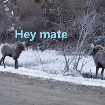 Hey buddy do you want a go at it