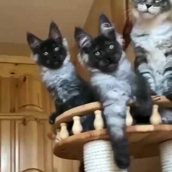 These are some cute cats