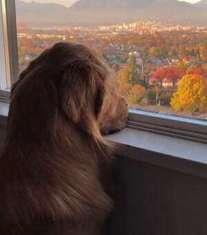 So many balls to chase today