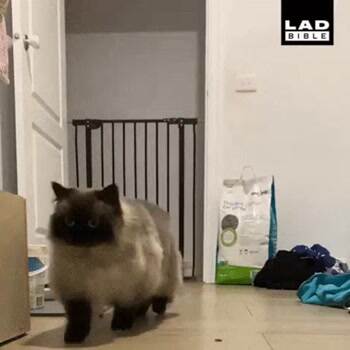 This cat is smooooth