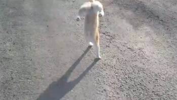 I walk how I want