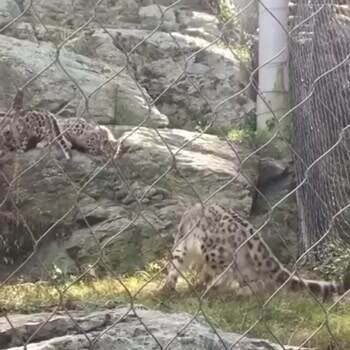 Snow Leopard Cub Scares Mom and Himself