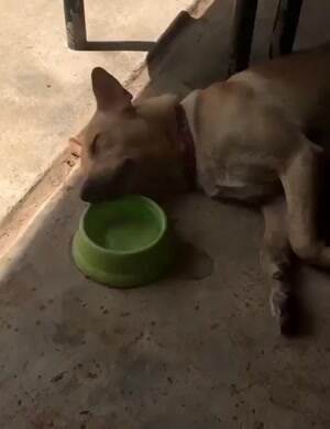 the laziest dog in the world