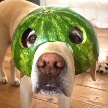 The watermelon dog