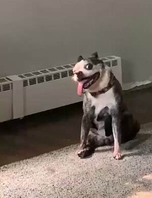 The coolest dog to ever live