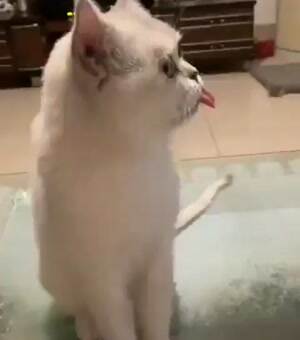 The ultimate derp cat
