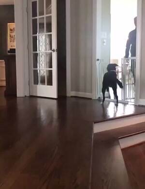 The happiest dog in the world