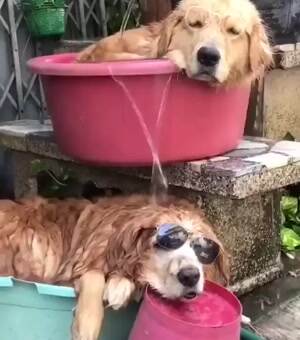 The laziest day of them all