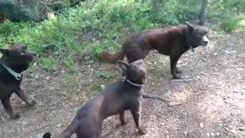 These dogs are trained to be super still