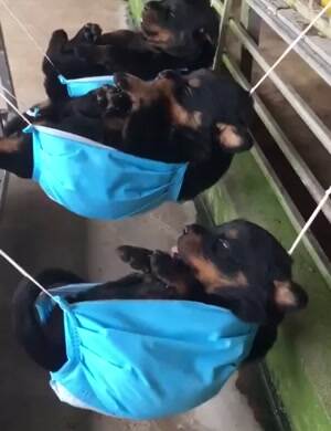 Swinging like lazy puppers