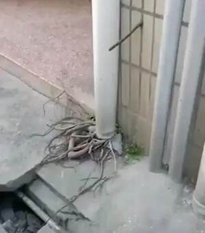 The tree found a way