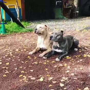These dogs know how to follow orders
