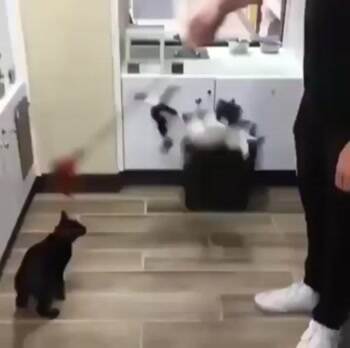 Cat Down