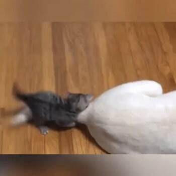 Attack Attack