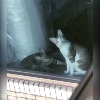 Cat has astonished expression after seeing next door