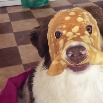 The pancake dog